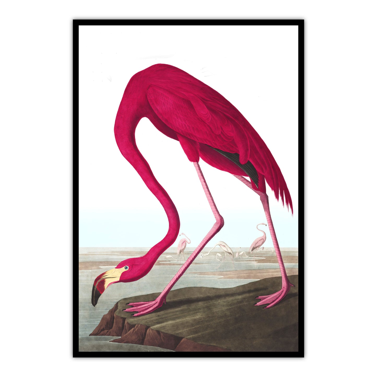 American Flamingo